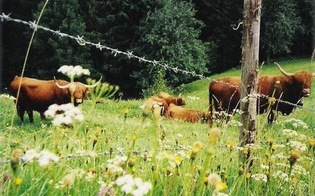 Hochlandrinder