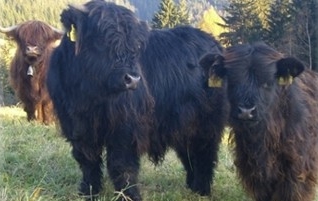 Hochlandrind